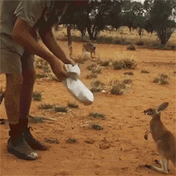 aphador:    Orphaned baby kangaroo jumps into human-made pouch   