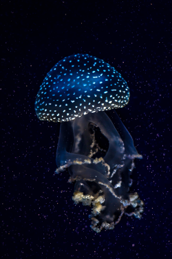expressions-of-nature:  Mystical Light of the Underwater World by: Michael Rehbein 