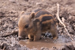 marvelist:  -ohwell-ohwell:  blooodge:  sixpenceee:  Tiny warthog cooling off in a tiny mud puddle  OH MY FUCKING GOD.   When I was a young warthogggg *cue Timon and Pumbaa*  All he needs is tiny rain boots and he’s complete