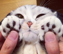 culturenlifestyle: Instagram Is Obsessed With This Adorable Kitty With Huge Eyes Scottish fold kitty called Hana from Japans has garnered over 250k followers on Instagram with her adorable big eyes. Keep reading 