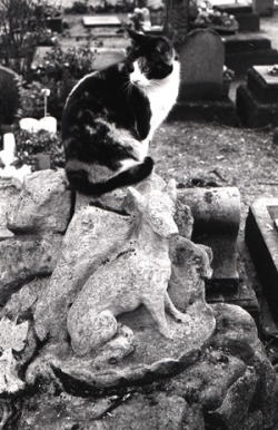 Le Cimetiere des Chiens&ndash; Cat sitting on dog&rsquo;s grave.