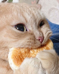 kitty:  munch