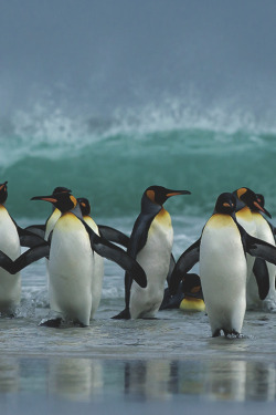 captvinvanity:    King Penguins   | Photographer | CV    YEAH!