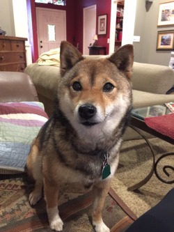 awwww-cute:  I think my dog might be the offspring of a wolf and a fox (Source: http://ift.tt/1P6VHJM)   Today, I just really want a fluffy pup to love on. TIS BEAUTFIUL. &lt;3 