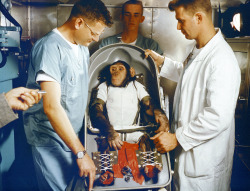 gunsandposes-history:  Ham the Astrochimp (1956-1983) sitting in his “biopack couch,” circa 1960/61. Couch? Nay, I say it’s a throne. A throne for the chimp hero who conquered space months before Yuri Gagarin and Alan Shepard were strapped into
