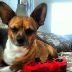 Too Gone, playing Ps3 aha #latepost #funny #mw3 #teamps3 #psn ItsRizza_Jr add me we can play aha #swag #instagram #tumblr #dog #puppy #cute