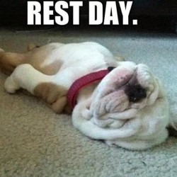 Who can relate? This is me right now. Rest days suck but are necessary for recovery. @slynngantt (he&rsquo;s cute) #fitness #restday #gymprobs #gym #sleepy #bulldog #bodybuilding #aesthetics #motivation #recovery #teammlp