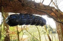 dominiqueh:  glossy-couple:  rlmoby62:  Forgotten in rubber cocoon! In total isolation… No sound, no light. Feeling of rubber all over my skin with pleasure!  Wow!  Awesome!!! I wonder when chrysalis occurs if it will be a rubber butterfly. 