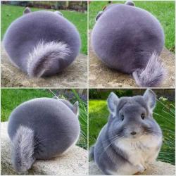 dawwwwfactory:  This cute chonker Wanna get a free Lush bath bomb? Click here and reply with which one you chose!