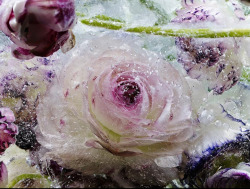 asylum-art:  Frozen-Thawed by Kenji Shibata Artist-photographer Kenji Shibatahas been experimenting with flowers by freezing them in blocks of ice then photographing them through various stages of thawing, which creates blurred effects and color runs.