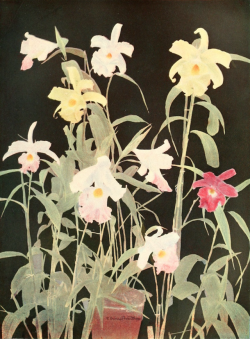 nemfrog:“Group of sobralias.” Orchids for everyone. 1910.