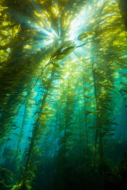 lifeunderthewaves:  KelpSunburst2Dec7-12 by divindk on Flickr.Via Flickr: Clear winter water and healthy kelp forests make for a great combination at Anacapa Island. 
