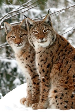 Double trouble (a pair of Eurasian Lynx)