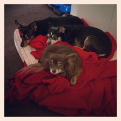 #myview #dogs #chihuahuas #miniaturepinscher #mixed #mutts #tails #wags #paws #ruff #bark #sleep #thelife #mykids and #halfbrother 😄🐺🐾