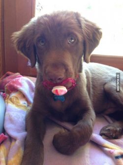 wealwaysbreathe: thecutestofthecute:  Puppies with pacifiers  Get the fuck out 