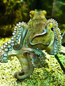 magickandcrack:  this octopus! I love the green and blue lighting
