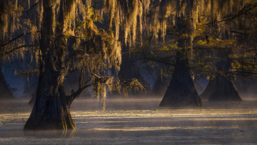 outdoormagic:First Light On The Bayou by WJMcIntosh