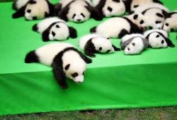 angieinw0nderland:  babyanimalgifs:  where can I sign up for this job position?  I’m the panda who falls
