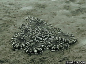 blue-bower: bugcthulhu:  meglyman:  Mimic Octopus has had enough of Dancing Crab’s shenanigans  darn dancing crabs and their jazz crab hands  &lsquo;HELLO MY BABY HELLO MY H-“&ldquo;NO&rdquo; 
