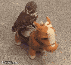 4gifs:  Owl rides a toy horse. [video]