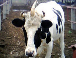 sixpenceee:  A dairy farm in China has an unusual cow that has three horns, two on either side of its head and one in the middle like a rhino horn. Farmer Jia Kebing, from Baoding in northern China’s Hebei province, said the 2-year-old cow was born