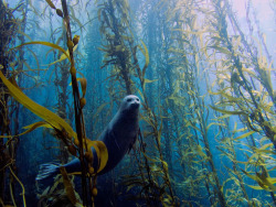 {Seal In A Kelp Forest} by {Kyle McBurnie}