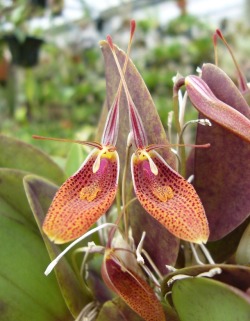 orchid-a-day: Restrepia elegans Syn.: Restrepia erythroxantha; Restrepia leopardina; Restrepia antennifera subsp. erythroxantha November 24, 2018  
