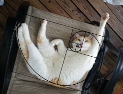 archiemcphee: archiemcphee:  Cats + Mathematics = the Furbonacci sequence The Fibonacci sequence is found in many places in nature, including the branching of trees, leaves on a stem, the flowering of an artichoke, or an uncurling fern. But what if you