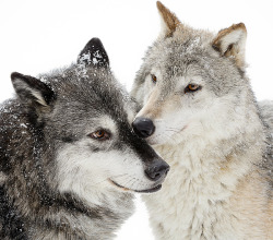 beautiful-wildlife:Wolf Affection by Athena Mckinzie