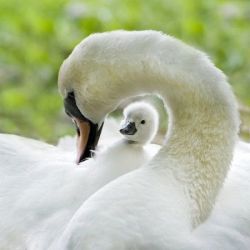 Encircled with love (Swan and her cygnet)