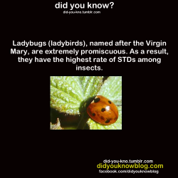 did-you-kno:  Source  I didn&rsquo;t even know bugs could get bugs.
