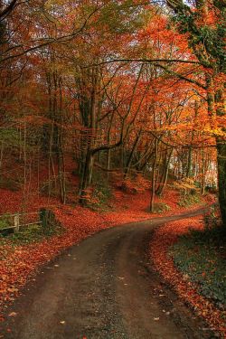 bluepueblo:  Forest Road, Shropshire, England photo via perla 