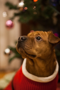 handsomedogs:  Dominic is all set for Christmas.