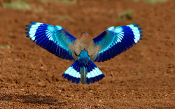 sushinfood:  smartpeopleposting:  Symmetry in Nature This picture shows the wing pattern of an Indian Roller (Coracias benghalensis) from Bangalore, Karnataka, India. Photo by Arjun Haarith  Okay but I’d never even heard of this bird before. Look at