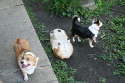 jasperislington:  “CORGI DOWN! I REPEAT, CORGI DOWN IN THE MUD!!!!! And as usual her accomplices are looking the other way!”