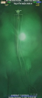 Photo of rarely seen deep-sea cephalopod, bigfin squid, taken by Shell at a depth of 2368m. Video : http://www.youtube.com/watch?v=IPRPnQ-dUSo