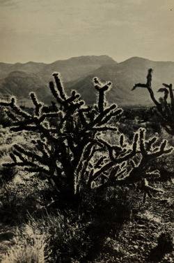 nemfrog:Cholla cactus. Annual report of the Secretary of the Interior. 1963.