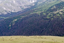 earlandladygray:The Continental Divide at Rocky Mountain National Park in Colorado is breathtaking. Add to it dozens of majestic elk, and you have an everlasting memory.