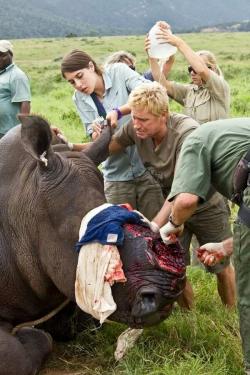mishaleckiwars:  lacking-ingenuity:   Badly injured rhino whose horn was taken after it was darted by poachers. #STOPTHEIVORYTRADE  This is really important. Don’t dismiss the ivory trade issues. Elephants and rhinos are suffering.  My expression right