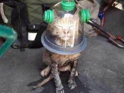 sixpenceee:   Firefighters in southeastern Massachusetts used a special oxygen mask for pets to rescue a cat during a house fire. 