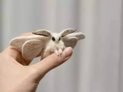 awwww-cute:  Not your typical aww, but I think the Venezuelan poodle moth looks like a fuzzy little flying Pokemon
