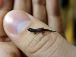  &ldquo;Sphaerodactylus nicholsi - this is the smallest gecko-species in captility. Adults reach a total lengh of 4cm. This is a freshly hatched juvenile - not longer than a 1cent coin.&rdquo; Photo by DwarfGecko. 