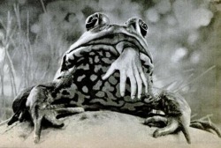 Frogs, 1972.