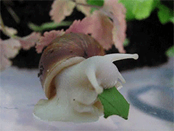 kirin-riki: small noot eats a leaf snack (x)
