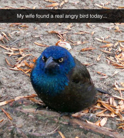 funnyandhilarious:  This Guy Is A Real Life Angry BirdFunny SMS »Funny Pics »