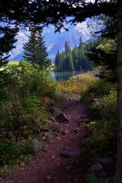 coiour-my-world:  “Sherwood Forest” ~ Hiking trail to a beautiful mountain lake near Aspen, Colorado. Photo and caption by Rick Cannon on Fine Art America 