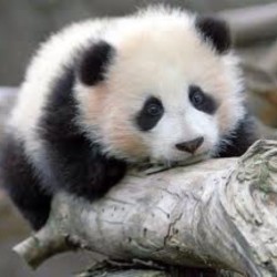 Seems like Friday&rsquo;s still far&hellip; #panda #cute #instagood #likeforlike #pandabear #asians #likes #funny #pandas #pandaexpress #instapandacool #bestoftheday follow for more awesome posts  Bonafidepanda.com