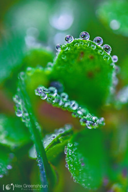 blooms-and-shrooms:  Liquid Luck by alexgphoto 