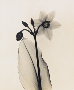 fragrantblossoms: Dr. Dain Tasker (1872-1964), Amazon-Lily, circa 1930.  Silver print  from an x-ray negative.  