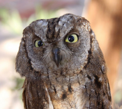 daily-owls:  Scop’s Owl by Brendan A Ryan on Flickr.